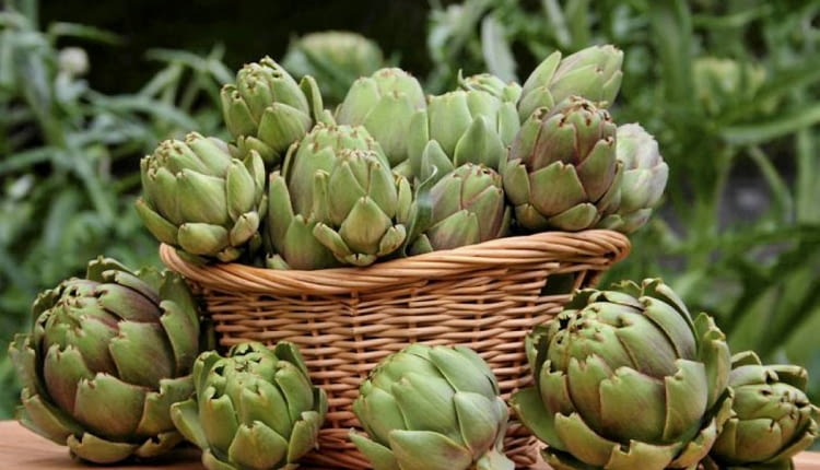 Kwiatostan karczocha to wytworne, niskokaloryczne warzywo i naturalny afrodyzjak