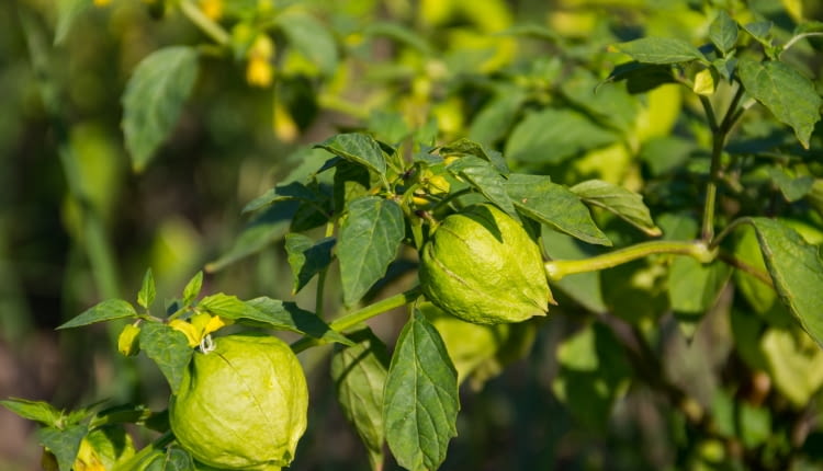 Miechunka pomidorowa