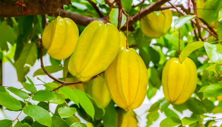 Karambola - Averrhoa carambola