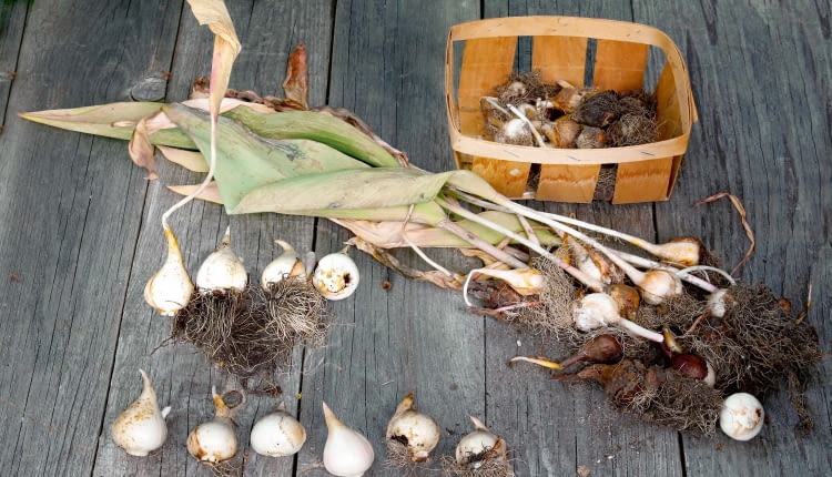 Tulipany co sezon tworzą nową dużą tzw. cebulę zastępczą (stara zamiera) oraz kilka mniejszych.