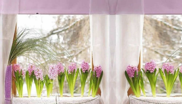 Wiosenna dekoracja okna z hiacyntami