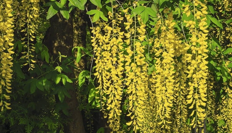 Kwiaty złotokapu tworzą długie piękne grona, lecz z powodu zawartych w nich alkaloidów są trujące.