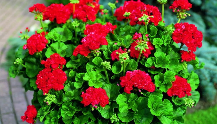 Pelargonia rabatowa