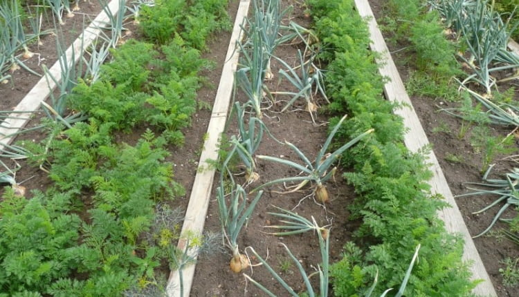 Na tym zagonie uprawia się równolegle cebule i marchew. Cebula chroni marchwekę przed szkodnikiem - połyśnicą marchwianką.