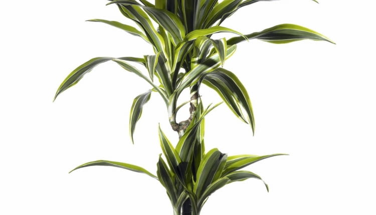 Dracena wonna występuje w kilku atrakcyjnych odmianach o barwnych liściach.