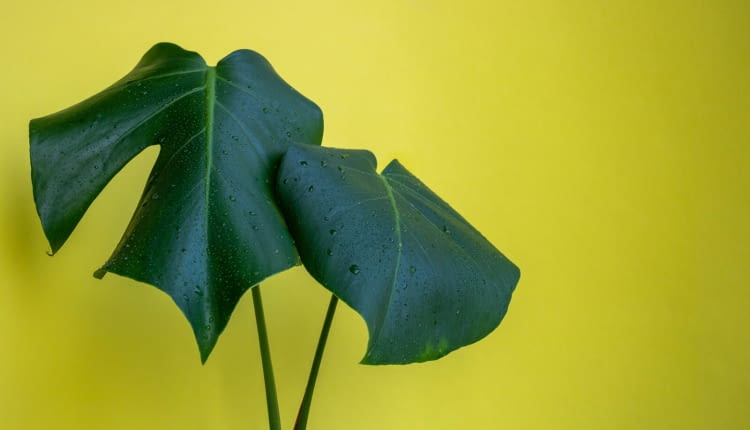 monstera nie ma dziur