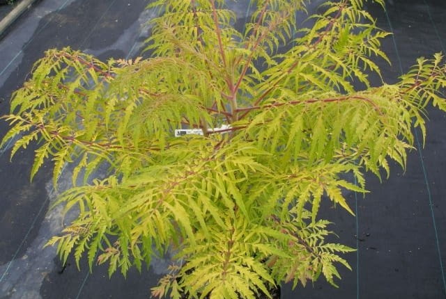 Sumak octowiec Tiger Eyes (Rhus typhina Tiger Eyes)