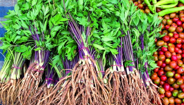 Dwuletnie siewki lubczyku przygotowane do sadzenia mają silne korzenie, które można jeść po ugotowaniu.