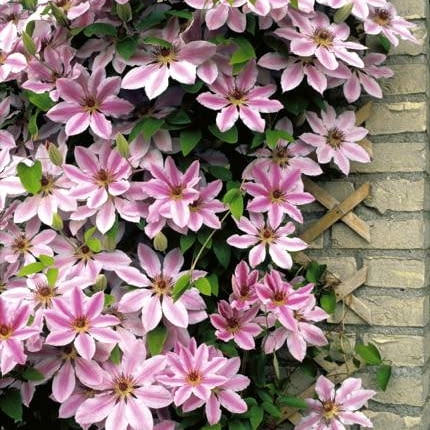 Powojniki, klematisy