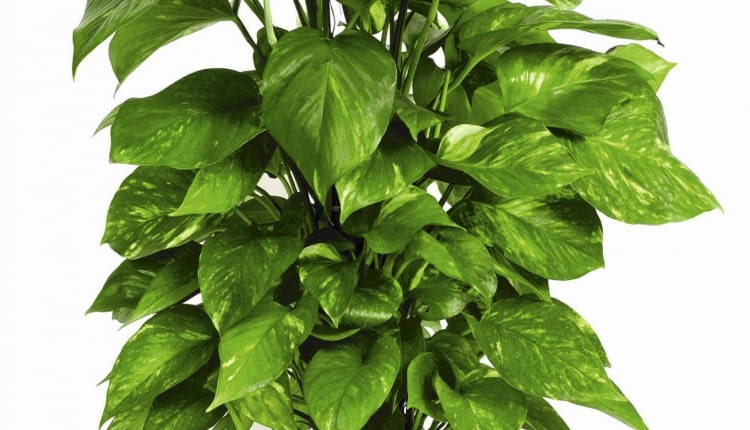 Z chorego epipremnum można zrobić sadzonki i opryskać je tak jak roślinę macierzystą.