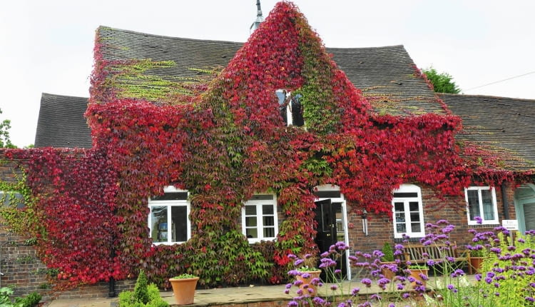 Wsprzedaży znajdziemy także inne gatunki winobluszczy: trójklapowy (Parthenocissus tricuspidata) - na zdjęciu - i zaroś-lowy (P. inserta). Oba są jednak znacznie wrażliwsze na mróz.