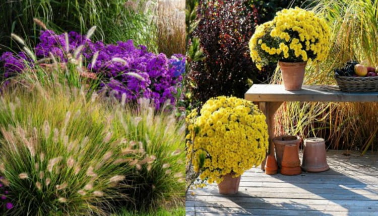 trawy ozdobne, Trawa pampesowa, Rozplenica japońska, Kostrzewa sina