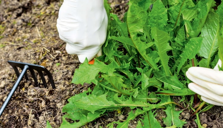 Mniszek lekarski, chwasty w ogrodzie