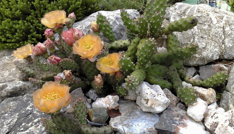 kolczasta gruszka,KAKTUSY to oryginalna ozdoba skalnego ogródka.