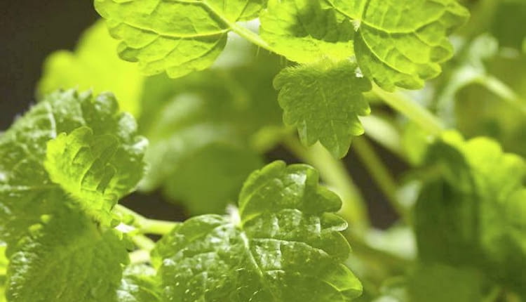 27.01.2008 WARSZAWA SESJA ZIOLA W KUCHNI NA ZDJECIU KUCHNIA ZIOLA MELISA LEKARSKA STYLIZACJA ANETA KOSIBA DLA CZASOPISMA CZTERY KATY FOT. ARKADIUSZ SCICHOCKI / AGENCJA GAZETA PUBLIKACJA CZTERY KATY NR 4 (198) - 4 2008 SLOWA KLUCZOWE: ROSLINY ZIOLA ZYWNOSC ZDJĘCIE DO WKŁADKI: PUBLIKACJA CZTERY KATY NR 4 (198) - 4 2008