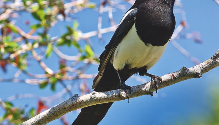 SROKA ZWYCZAJNA to ptak piękny, ale hałaśliwy i niezbyt lubiany.