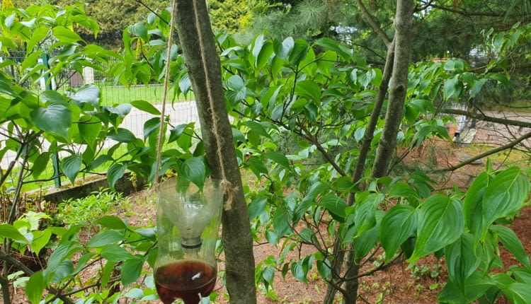 Jak zrobić pułapkę na osy z butelki PET?