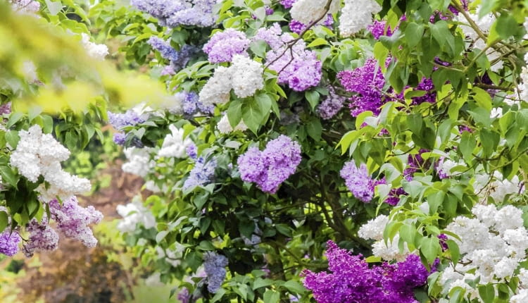 SLOWA KLUCZOWE: KORNIK ARBORETUM lilak syringa pion vertical