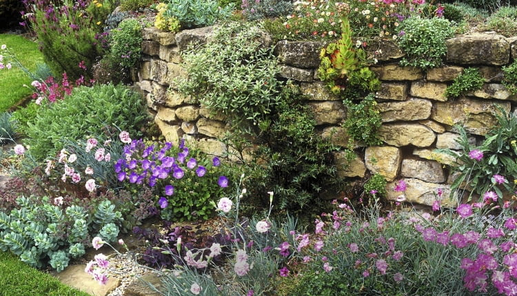 Trockensteinmauer mit Nelken (Dianthus), Fetthenne (Sedum) und Glockenblumen (Campanula) SLOWA KLUCZOWE: Beet Campanula raineri Glockenblume Insubrische Glockenblume Juli Juni Mauer Mauerwerk Nelken Sedum Sommer Stauden Trockensteinmauer Querformat