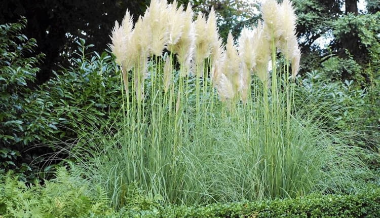 Kortaderia (zwana trawą pampasową) kwitnie jesienią i jest wówczas gwiazdą ogrodów. Ale liście też ma urokliwe