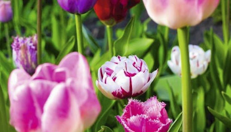 Kwiaty cebulowe. Cebulki wykopywane po kwitnieniu są zdrowsze i silniejsze