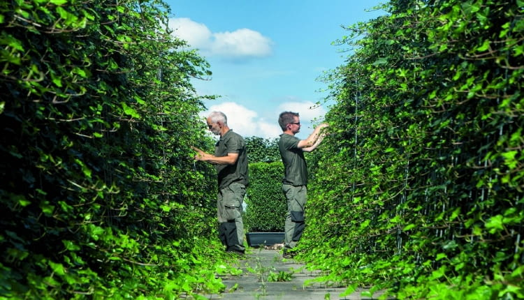 Prace przy formowaniu żywopłotów - strzyżenie prowadzone latami sprawia, że ściany są gęste.