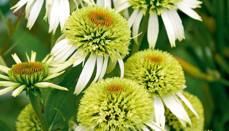 Jeżówka purpurowa - Echinacea purpurea 'Alba'