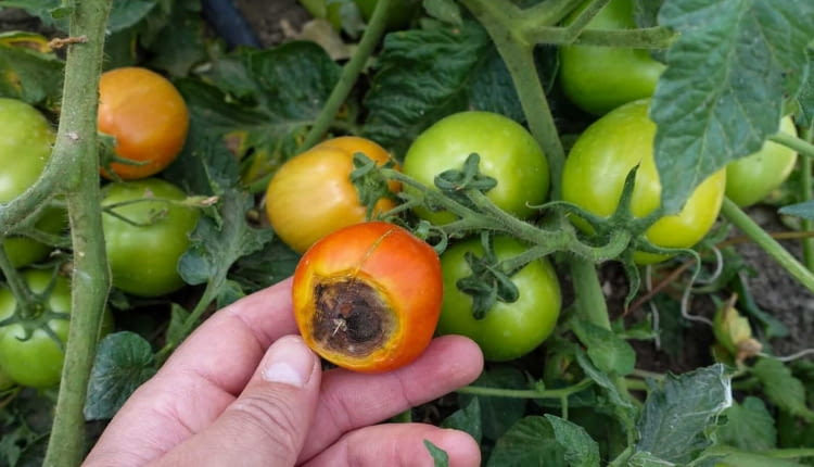 objawy zarazy ziemniaczanej na pomidorach