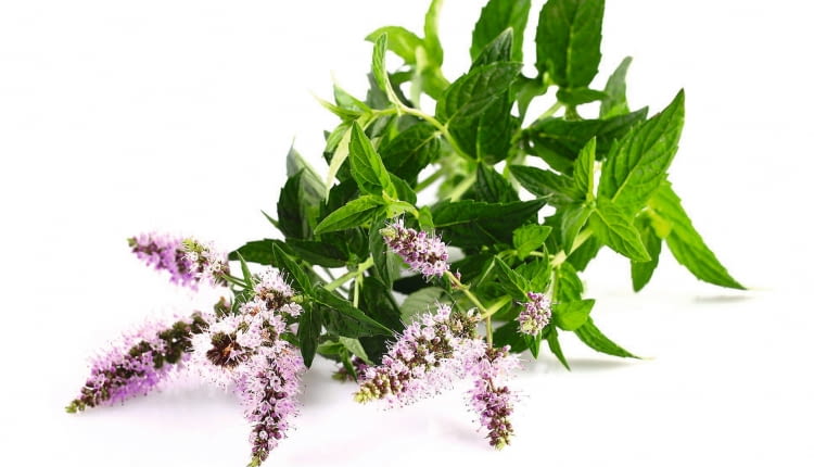 Kwiaty mięty (tytaj mięty pieprzowej) tworzą wierzchołkowe kłosy lub skupione są piętrowo w okółkach pomiędzy parami liści.