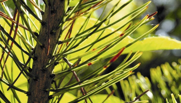 UWAGA ! DO JEDNORAZOWEJ PUBLIKACJI IGLY SOSNY ZAATAKOWANE PRZEZ CHOROBE GRZYBOWA - OSUTKE FOT. ANNA KULIKOWSKA PUBLIKACJA KWIETNIK NR 11 (191) - 11 2010 SLOWA KLUCZOWE: ROSLINA CHOROBA DRZEWO ZDJĘCIE DO WKŁADKI: PUBLIKACJA KWIETNIK NR 11 (191) - CZASOPISMA