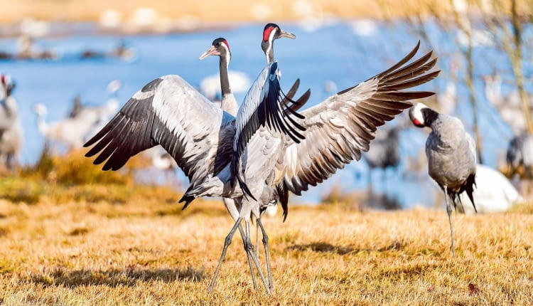 Taniec godowy żurawi można zaobserwować nie tylko w okresie lęgowym - ptaki wykonują go nawet podczas wędrówek.