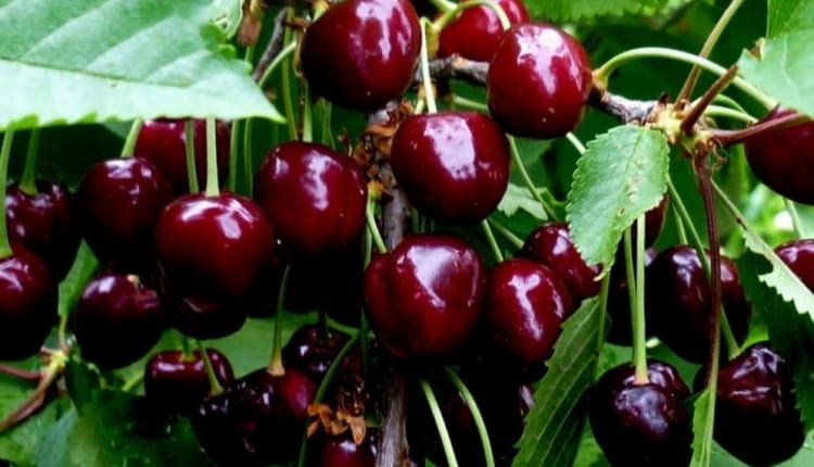 Czereśnia 'Kordia'