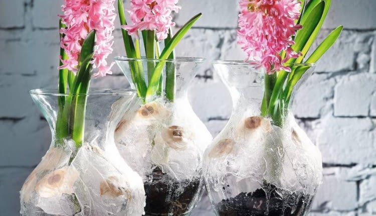 Wiosenna kompozycja w szklanym naczyniu z hiacyntami