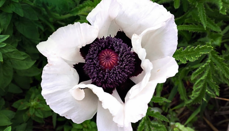 Papaver orientale White, 2015, Oriental Poppy, puh-PAY-vur ore-ee-un -TAY-lee, 15x15in Perennial, Z3-7, white, Bloom Month 5c, In Bed G2 for 18.1 yearsPapaveraceae family. Not sure where this is from or when I planted it. Probably from seed.'