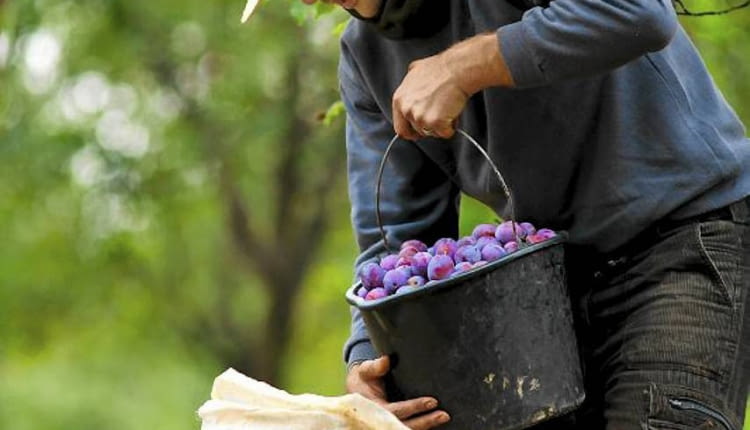 Jesień to czas zbiorów