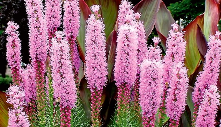 Liatra kłosowa, Liatris spicata