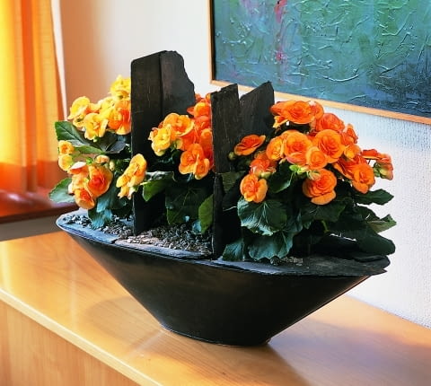 Begonia zimowa (Begonia elatior). Kwiaty doniczkowe kwitnące zimą