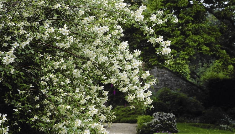 01A94X1F - Philadelphus Lemoinei
