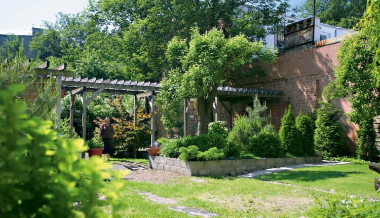 Spojrzenie w głąb ogrodu - ponad pergolą króluje wielki stary klon, a w historyczny bruk powrastał karmnik ościsty (Sagina subulata).