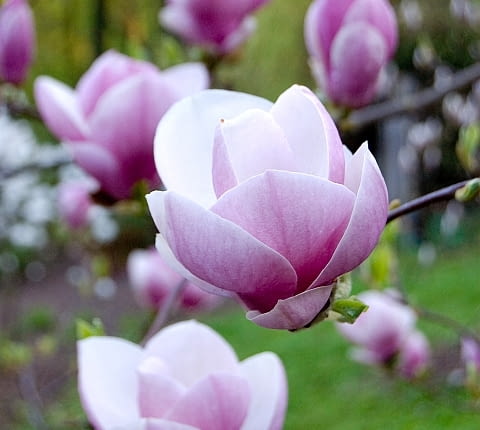 Magnolia Soulangeana 'Lennei'