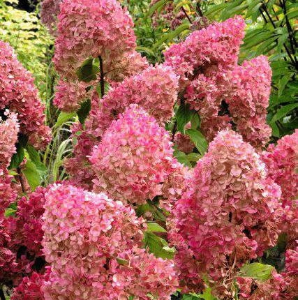 Odmiana VANILLE FRAISE została wprowadzona przez Jeana Renault i wprowadzona do handlu przez Pepinieres Renaulta w Grron (Francja) w 2005 r.