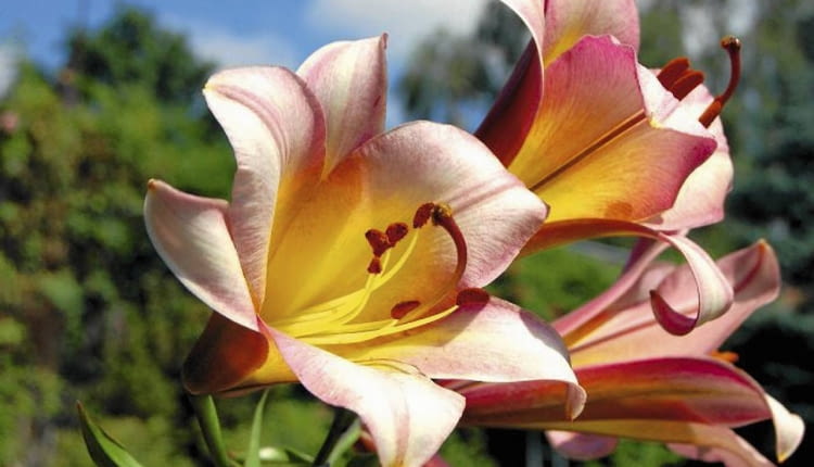 Trompeten Lilien, Trumpet Lilies, Lilie trąbkowe Colour: pink , różowy SLOWA KLUCZOWE: Trompeten Lilien, Trumpet Lilies, Lilie trąbkowe Lilium Pink Perfection