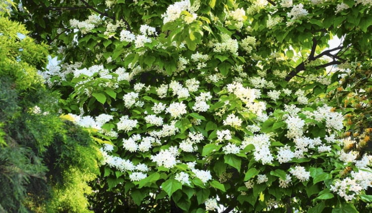 Catalpa bignonioides SLOWA KLUCZOWE: Catalpa bignonioides trees deciduous large leaves bell-shaped flowers late summer long slender capsule seeds