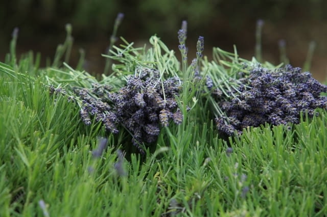 26.06.2008 NOWE KAWKOWO KOLO OLSZTYNA , GOSPODARSTWO AGROTURYSTYCZNE , LAWENDOWE POLE JOANNY POSOCH , LAWENDOWE ZNIWA . FOT. TOMASZ WASZCZUK / AGENCJA GAZETA