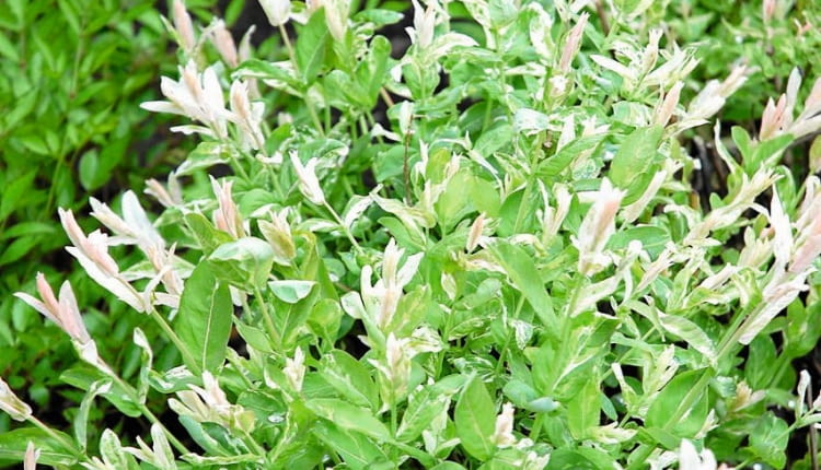 SLOWA KLUCZOWE: liście