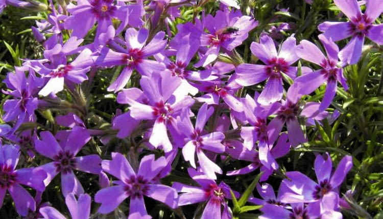 16.05.2005 WARSZAWA PHLOX SUBULATA PLOMYK SZYDLASTY FLOKS BYLINA ROSLINA NA SKALNIAK KOLOR ROZOWY FIOLETOWY FOT. ZIEMOWIT WARDECKI / AGENCJA GAZETA ZW DVD005