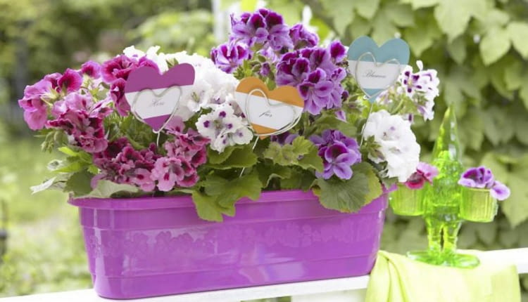 Pflanzensticker in Herzform in lila Geranienkasten SLOWA KLUCZOWE: Balkon Balkonblume Balkonblumen Balustrade Blume Blumenkasten Blumenkästen Blumensticker Dekoration Geländer Geranie Geranien Herz Herzen Holzstab Holzstäbchen Idee Pelargonium Pflanzensticker Sommer Sommerbalkon Sommerblume Sommerterrasse Sticker Sticks Terrasse floral lila violett Niemand *** Local Caption *** 00096541