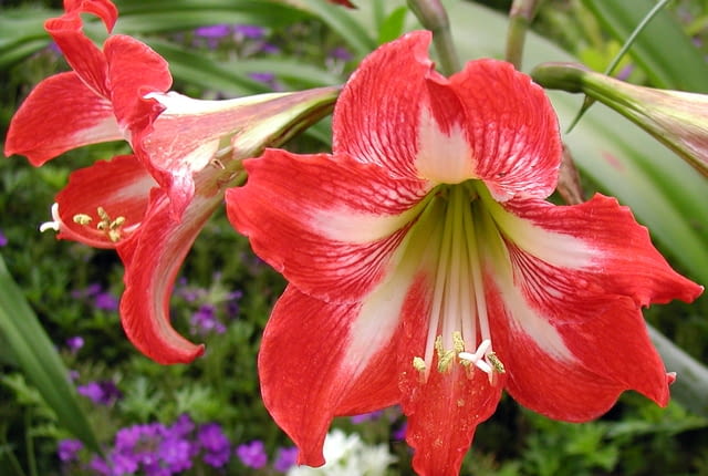 Wikimedia Commons/Bill Murray