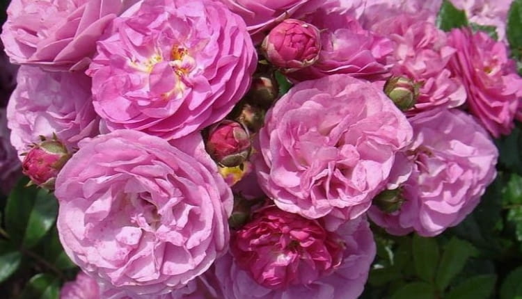 róża ‘Allevia’