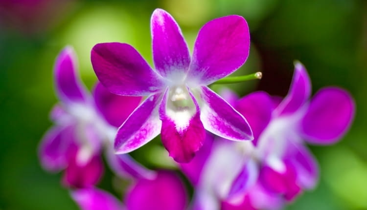 dendrobium
